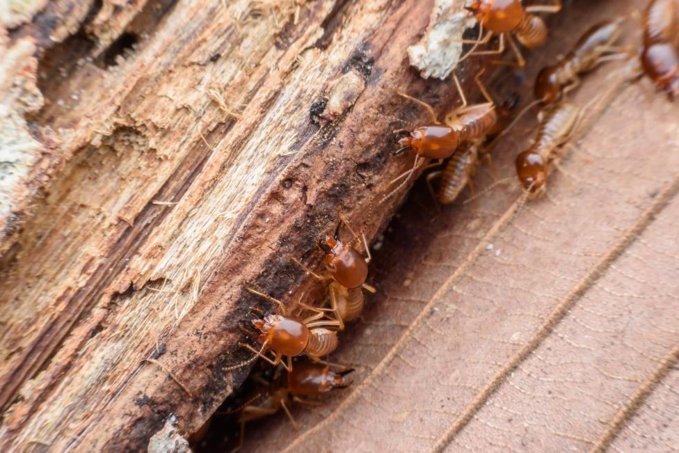 Termite Terror The Terror of Termites